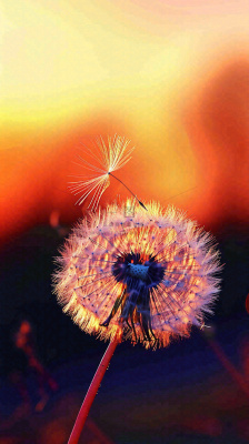 春天落日户外分散种子蒲公英夕阳晚霞摄影图