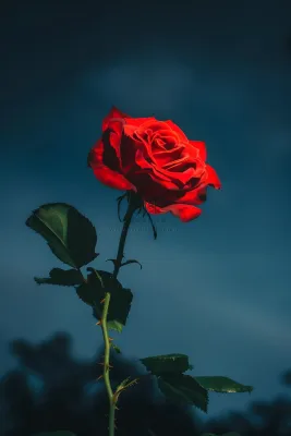 玫瑰花鲜花花朵摄影图