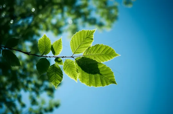 绿叶关闭蓝天树反对绿色摄影图桌面壁纸