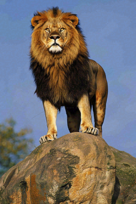 狮子站在石头上的雄狮保护动物非洲蓝天背景摄影图