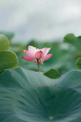 夏日荷花荷叶夏至小暑大暑摄影图