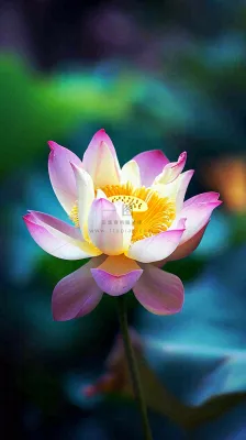 夏日清新荷塘荷花绿色大气摄影，立夏夏至处暑摄影图