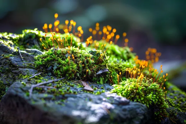 苔藓石壁上生长的苔藓春天摄影图 苔藓石壁上生长的苔藓春天摄影图