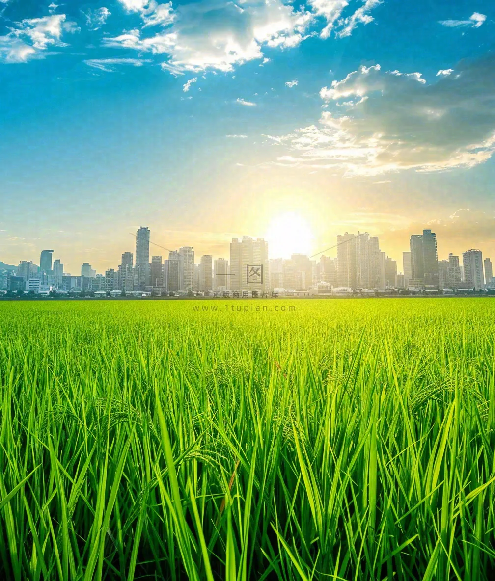 水稻农田生长远处城市落日余晖小满芒种摄影图