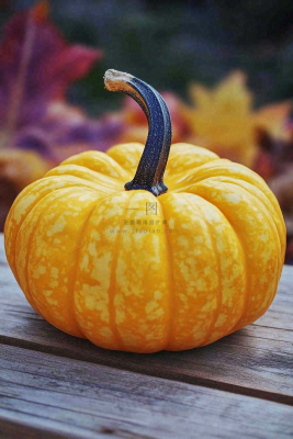秋季金黄南瓜感恩节摄影图 秋季金黄南瓜感恩节摄影图