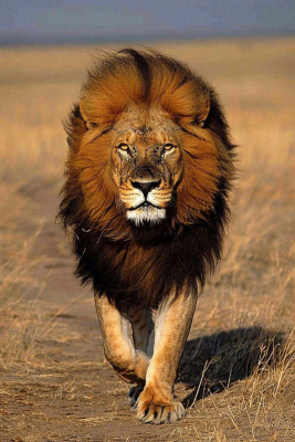 草原上的狮子非洲雄狮国家保护动物摄影图