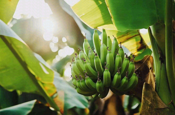 香蕉树芭蕉叶青香蕉水果摄影图
