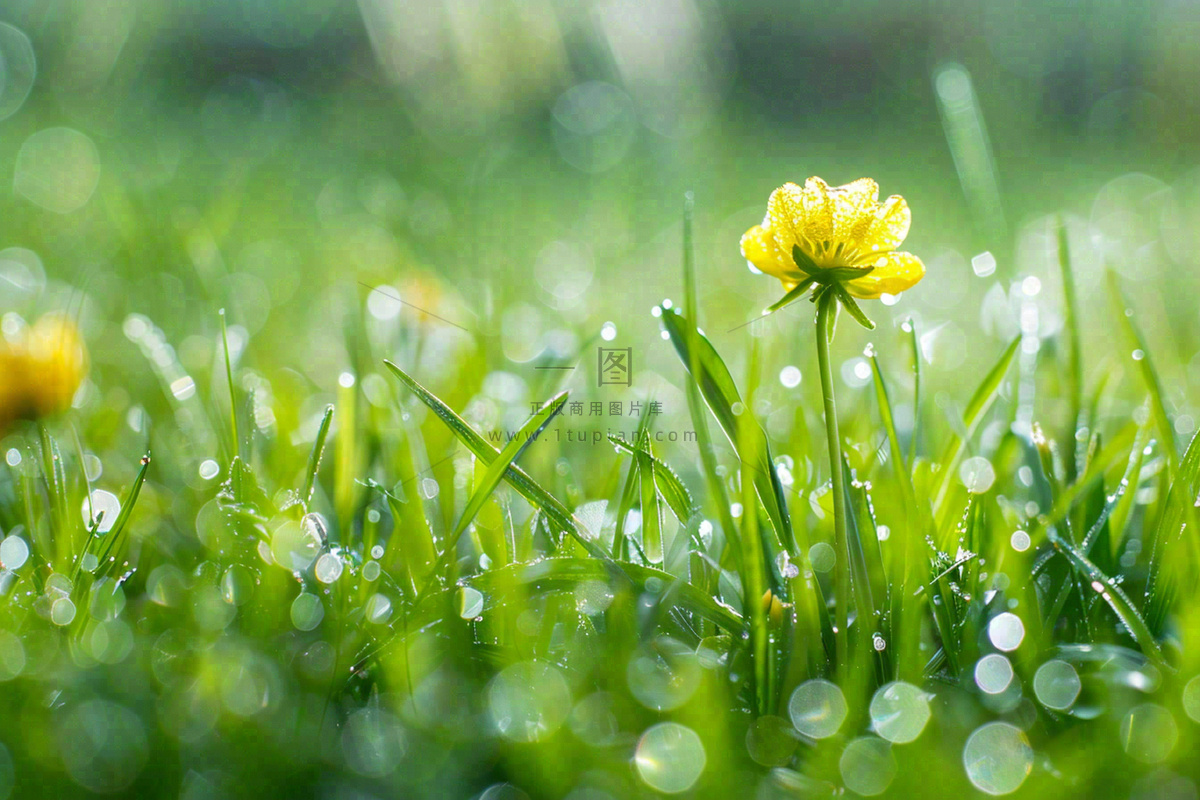 春天草丛里盛开的小黄花清晨露珠雨水谷雨摄影图