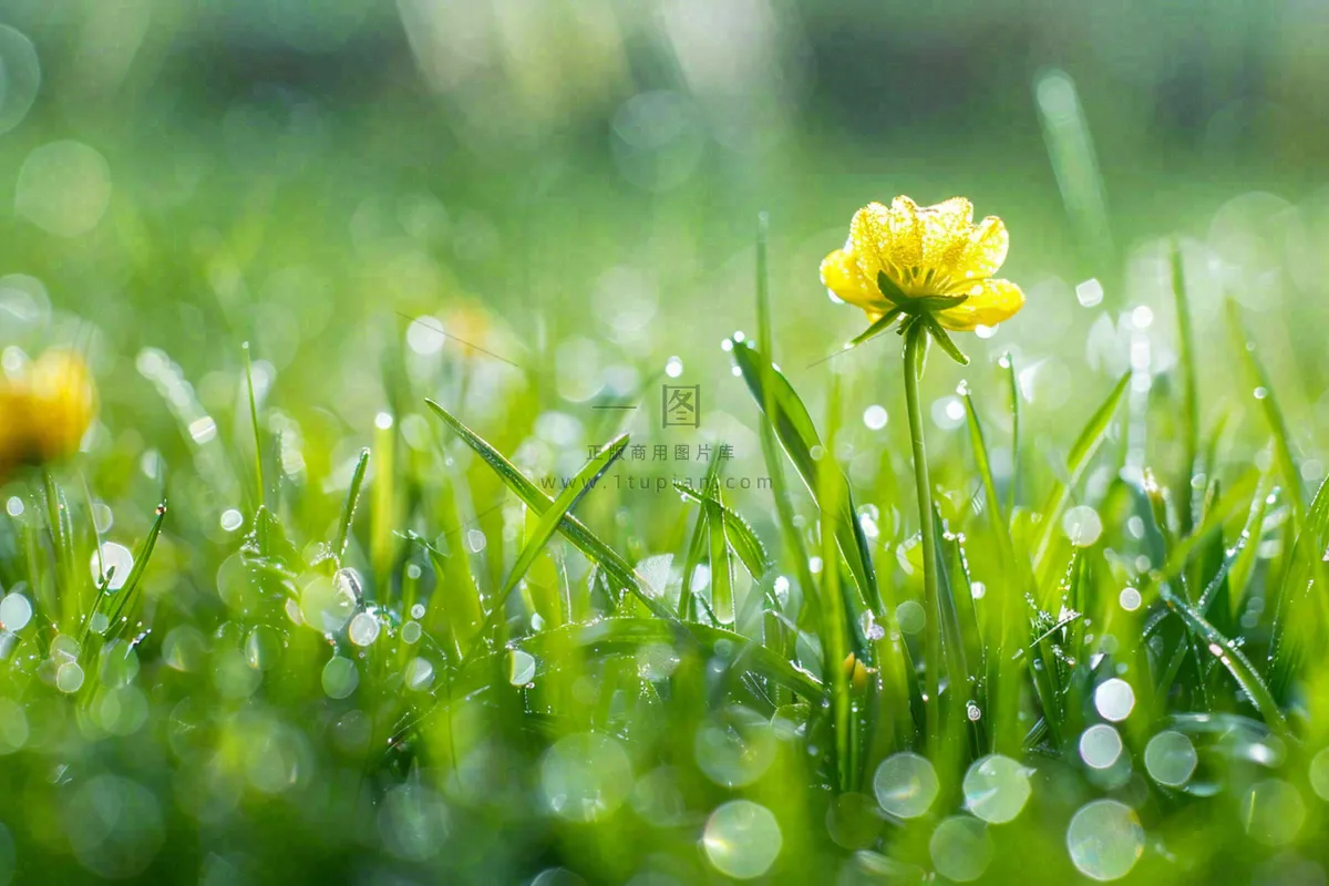 春天草丛里盛开的小黄花清晨露珠雨水谷雨摄影图