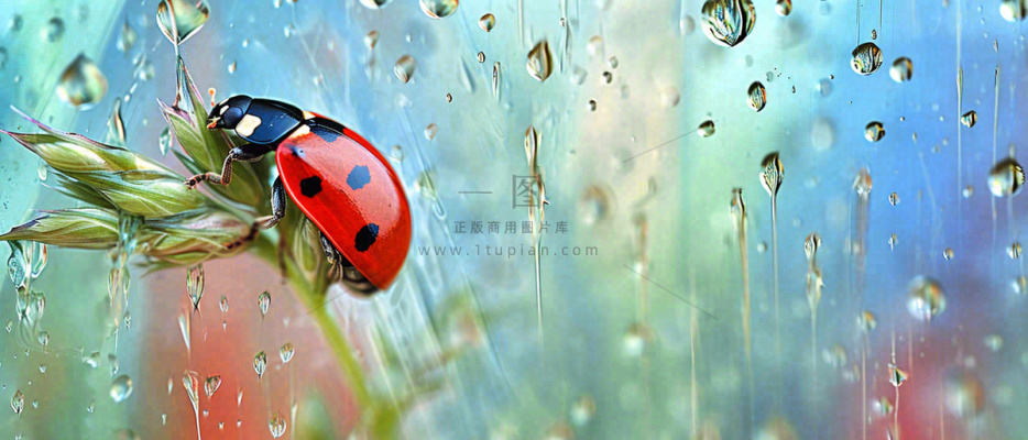雨天雨水水珠上七星瓢虫动物爬行，彩色渐变摄影图