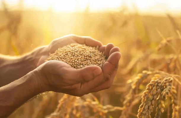 金黄的稻田手捧粮食珍惜粮食芒种世界粮食日摄影图 金黄的稻田手捧粮食珍惜粮食芒种世界粮食日摄影图