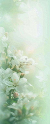 白色清新花朵朦胧唯美意境,鲜花摄影图 白色清新花朵朦胧唯美意境,鲜花摄影图