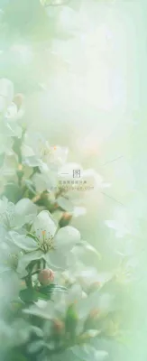 白色清新花朵朦胧唯美意境,鲜花摄影图 白色清新花朵朦胧唯美意境,鲜花摄影图