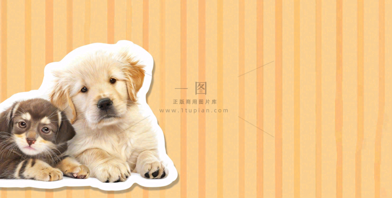 猫狗宠物店宣传卡通插画背景 猫狗宠物店宣传卡通插画背景