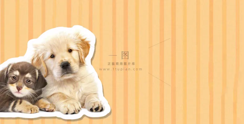 猫狗宠物店宣传卡通插画背景 猫狗宠物店宣传卡通插画背景