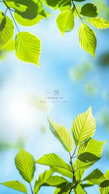 春天绿叶阳光小清新春分立夏摄影图 春天绿叶阳光小清新春分立夏摄影图