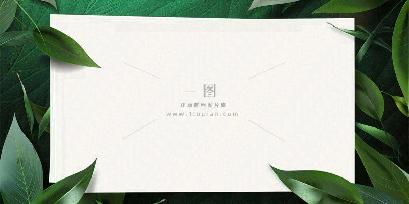 绿叶粽叶绿色边框白色信封端午节插画背景 绿叶粽叶绿色边框白色信封端午节插画背景