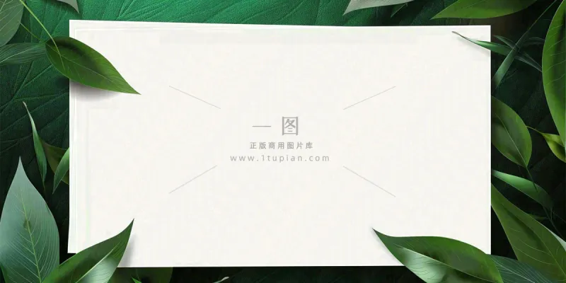 绿叶粽叶绿色边框白色信封端午节插画背景 绿叶粽叶绿色边框白色信封端午节插画背景