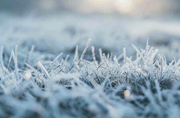 草地上绿叶雾凇泛白霜降摄影图 草地上绿叶雾凇泛白霜降摄影图