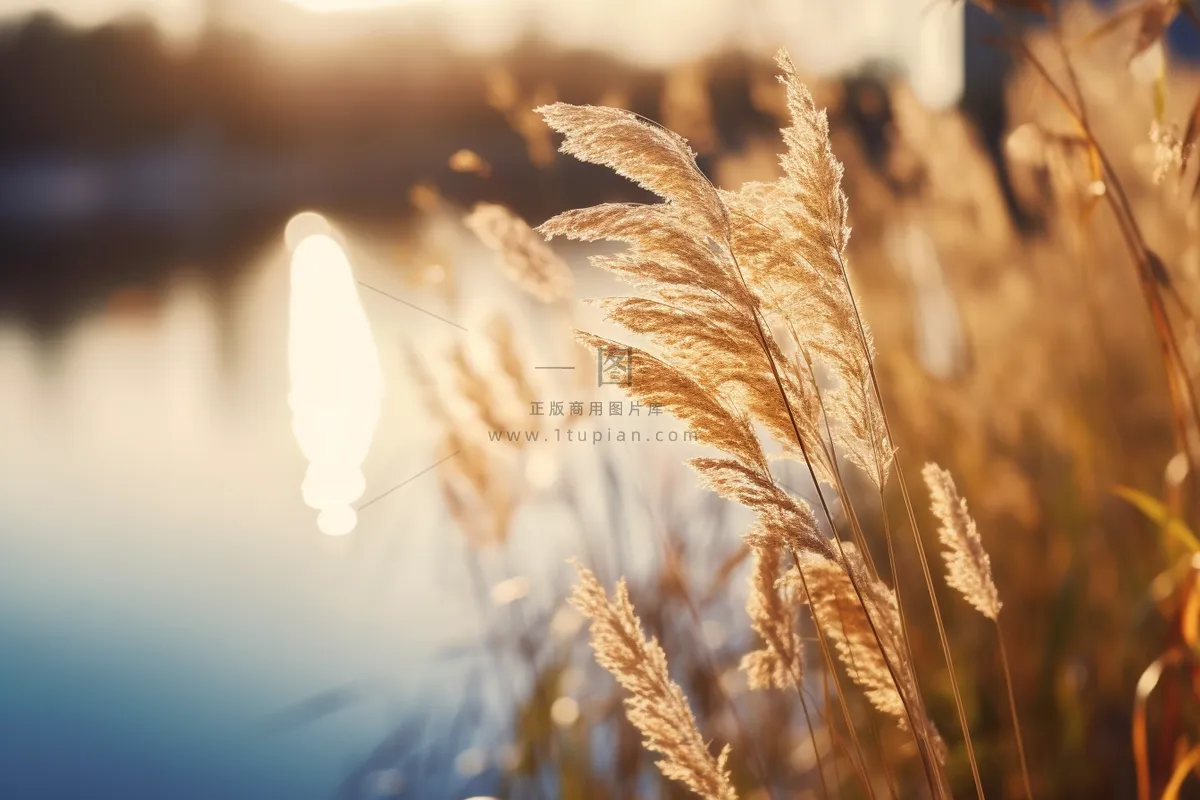 秋天夕阳下芦苇毛絮湖边摄影图