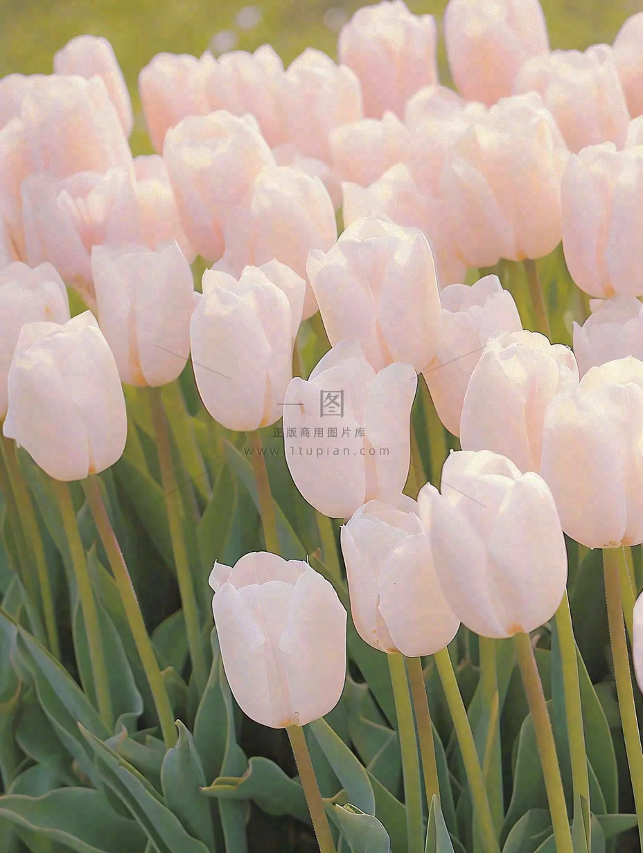 春天粉色郁金香花海绿叶温馨阳光，春分摄影图