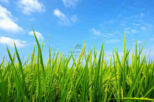 水稻稻穗农田种植生长摄影图