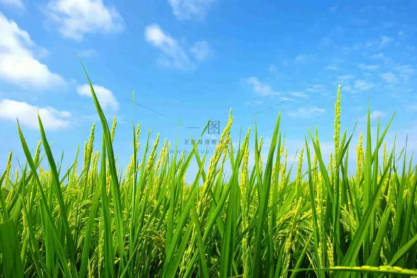 水稻稻穗农田种植生长摄影图