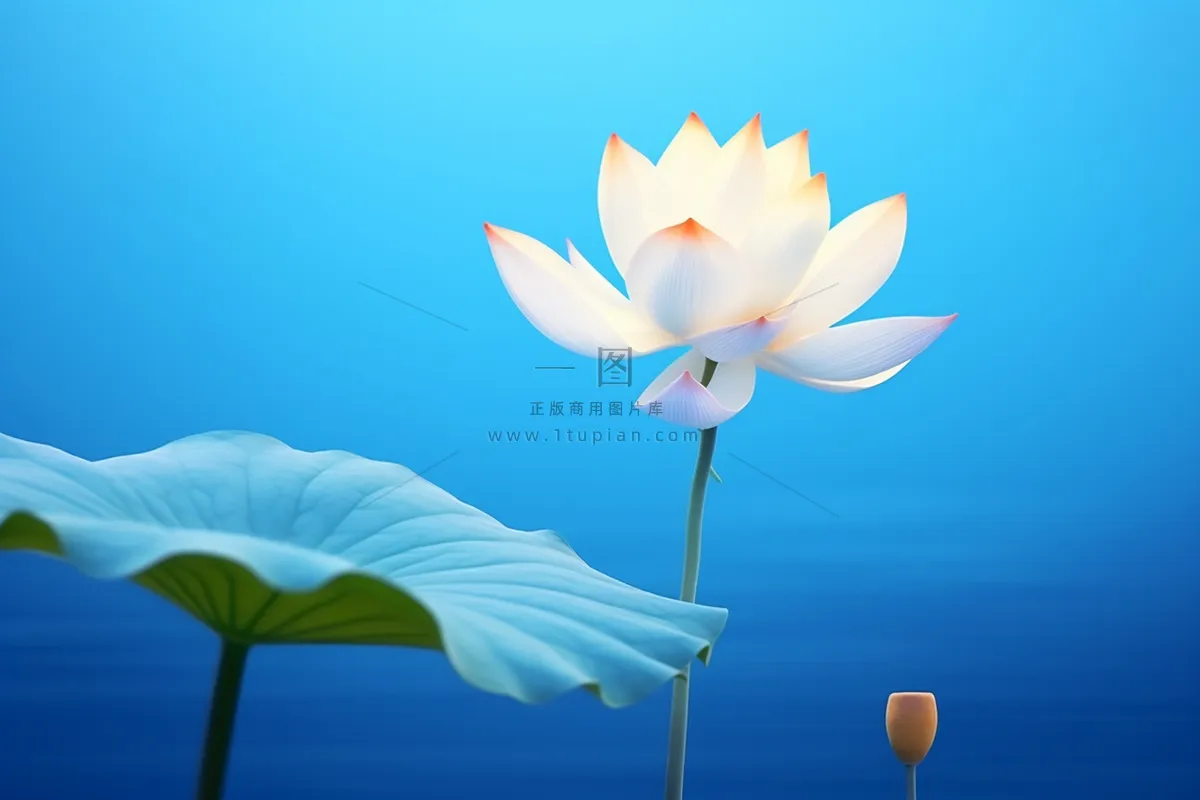 蓝色简约大气荷花意境背景