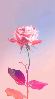 渐变玫瑰花创意插画情人节背景