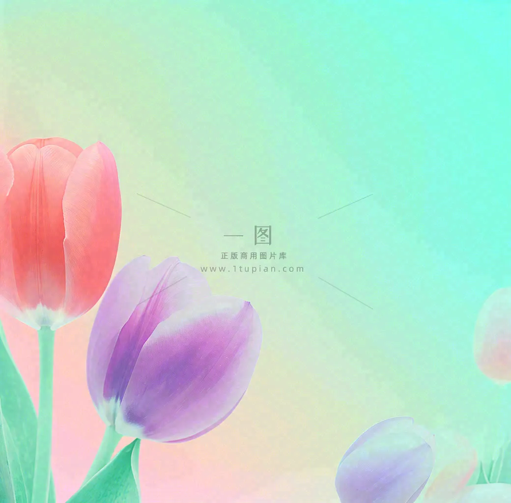 彩色简约鲜花花束郁金香渐变花朵