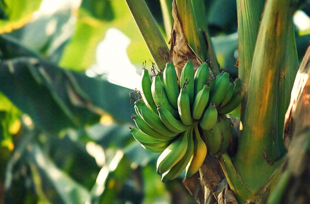 香蕉树芭蕉叶青香蕉水果摄影图 香蕉树芭蕉叶青香蕉水果摄影图