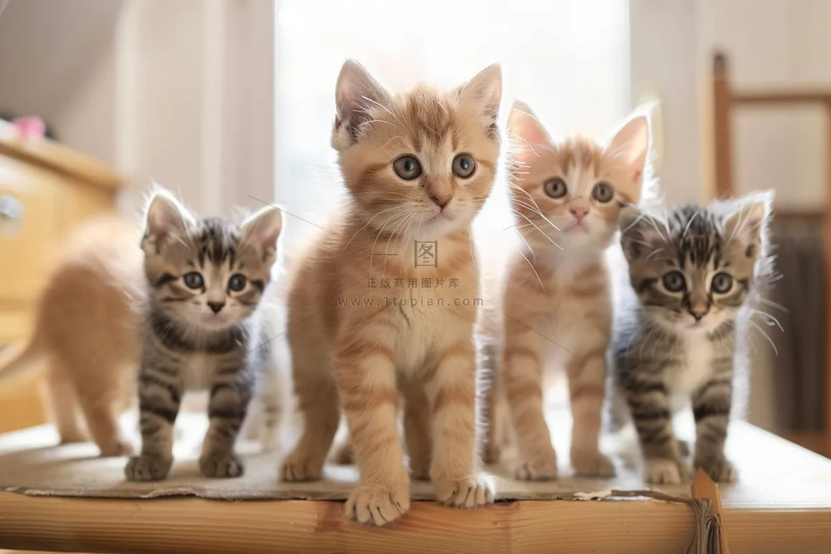 猫咪宠物猫可爱动物摄影图