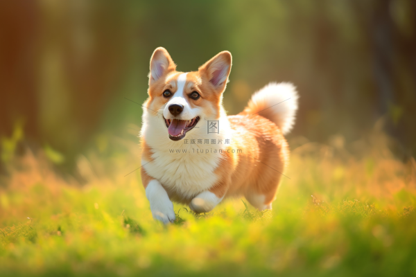 可爱的柯基宠物狗在公园草坪玩耍摄影图