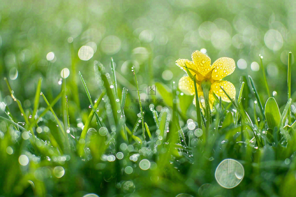 春天草丛里盛开的小黄花清晨露珠雨水谷雨摄影图