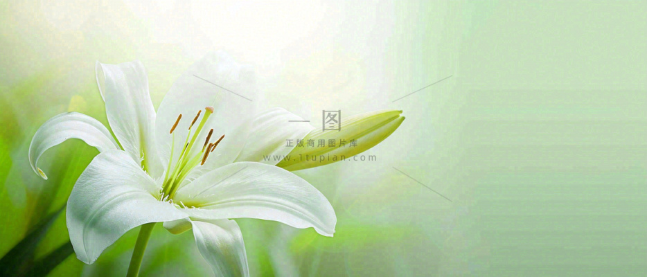 白色鲜花百合花鲜花意境简约，教师节淡雅摄影图