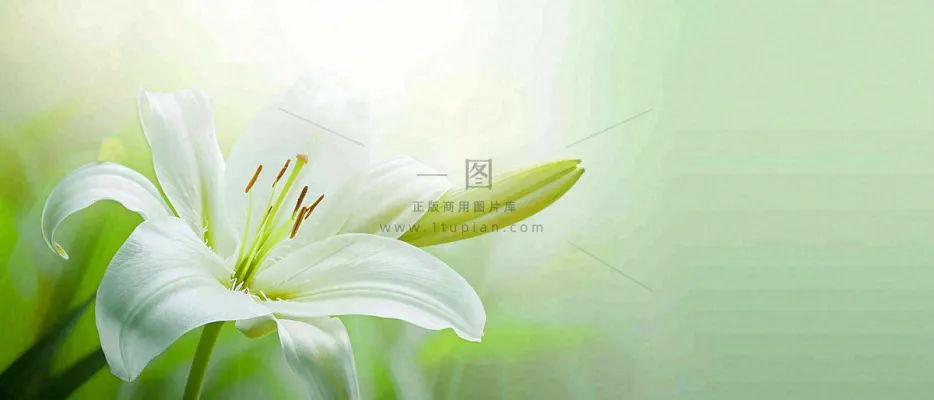 白色鲜花百合花鲜花意境简约，教师节淡雅摄影图
