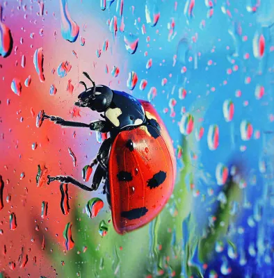 玻璃雨水下的绿叶昆虫七星瓢虫，彩色植物摄影图