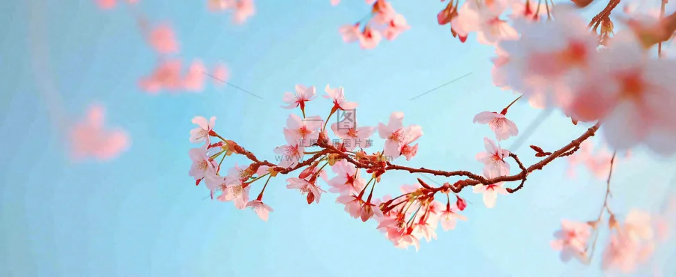 唯美粉色樱花花瓣春天浪漫梦幻蓝色,春分惊蛰摄影图 唯美粉色樱花花瓣春天浪漫梦幻蓝色,春分惊蛰摄影图