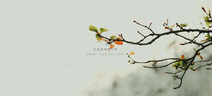 春天枝叶萌芽发芽绿叶，简约清新立春摄影图