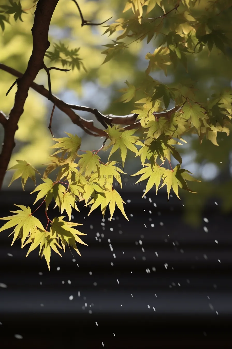 秋天枫叶树枝园林秋意浓雨滴摄影图