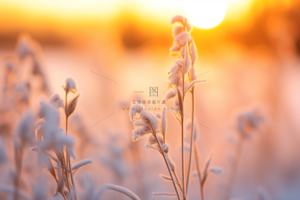 清晨白霜布满植物冷气摄影图