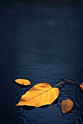 秋叶路面蓝色意境故事节气海报背景 秋叶路面蓝色意境故事节气海报背景