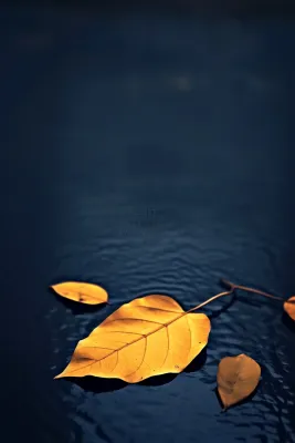 秋叶路面蓝色意境故事节气海报背景 秋叶路面蓝色意境故事节气海报背景