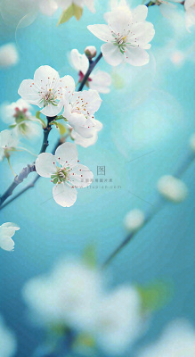 蓝色浪漫白色樱花花朵枝叶,立春惊蛰春分摄影图 蓝色浪漫白色樱花花朵枝叶,立春惊蛰春分摄影图