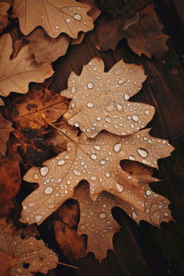 秋天雨天秋叶满地落叶,立秋秋分故事感 秋天雨天秋叶满地落叶,立秋秋分故事感