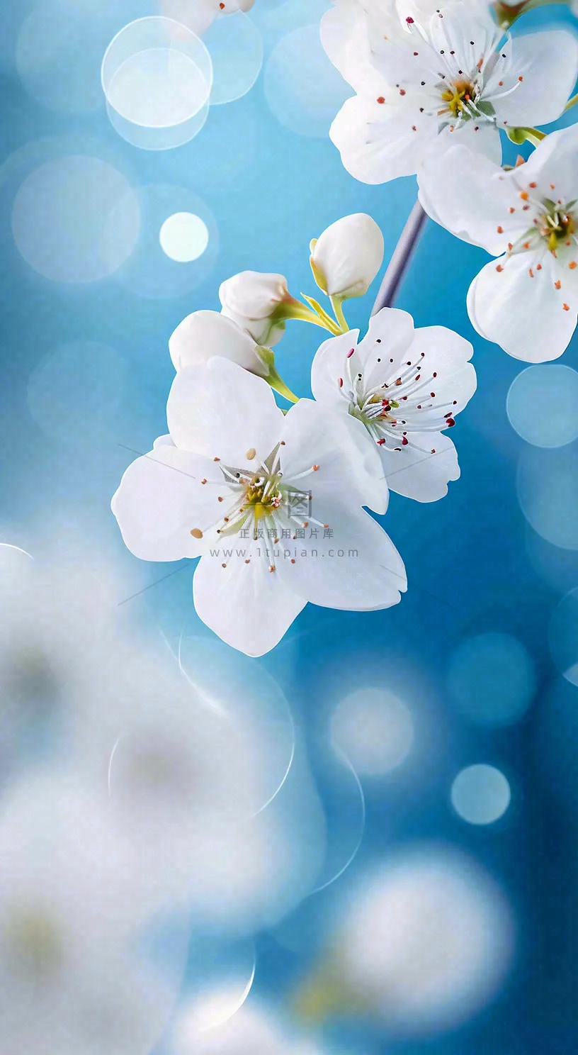 蓝色浪漫白色樱花花朵枝叶，立春惊蛰春分摄影图