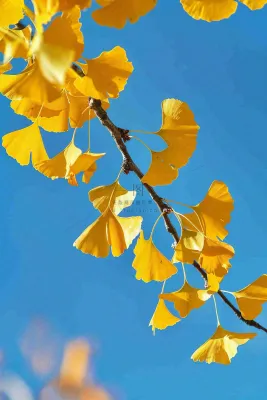 秋天黄色银杏叶树蓝色背景立秋处暑摄影图 秋天黄色银杏叶树蓝色背景立秋处暑摄影图