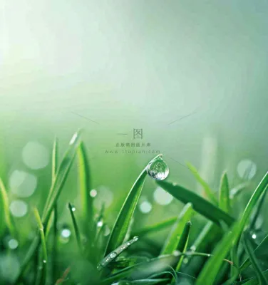 春天草地绿叶上的露珠,惊蛰雨水谷雨摄影图 春天草地绿叶上的露珠,惊蛰雨水谷雨摄影图
