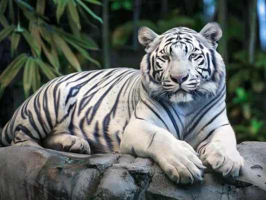 白虎趴着石头上的老虎动物摄影图