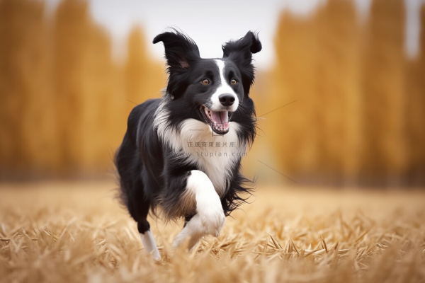 秋天奔跑的边牧宠物狗玩耍摄影图